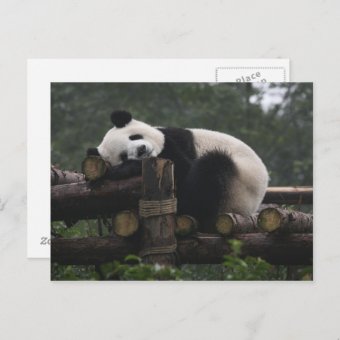 Giant Pandas At The Giant Panda Protection 3 Postcard Zazzle Giant Pandas At The Giant Panda Protection 3 Postcard Zazzle
