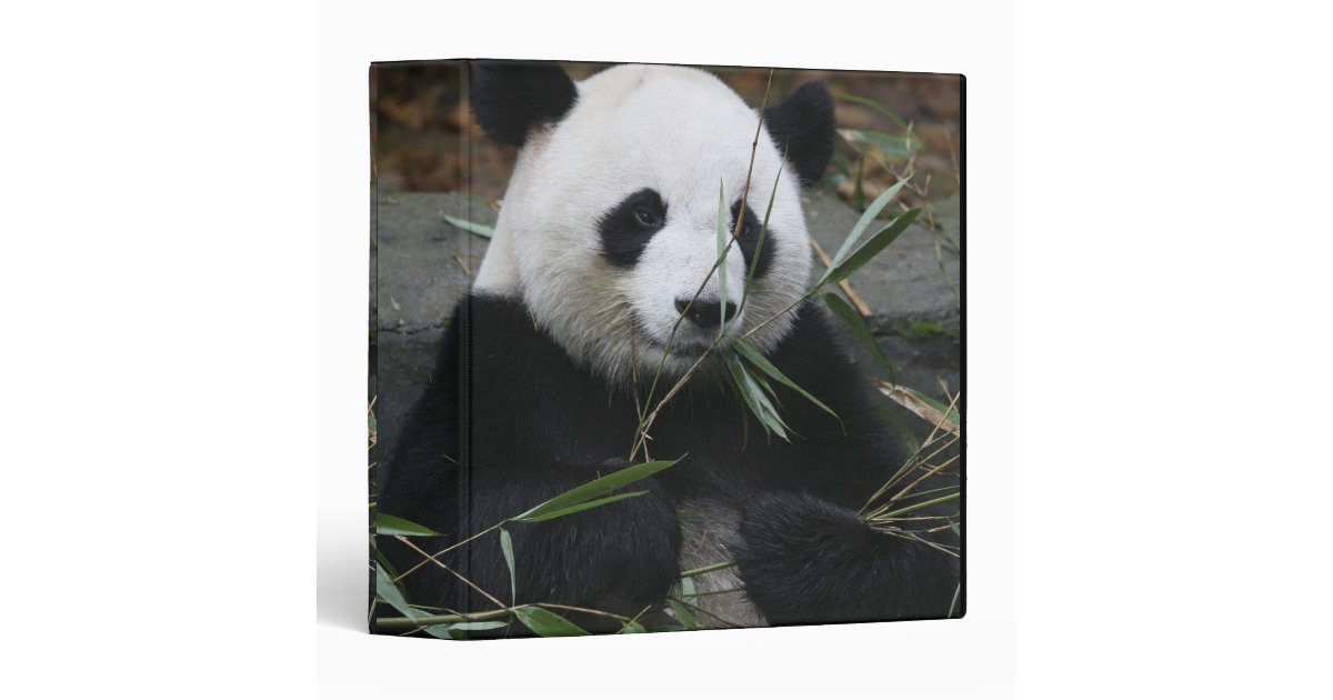 Giant pandas at the Giant Panda Protection & 3 Ring Binder | Zazzle
