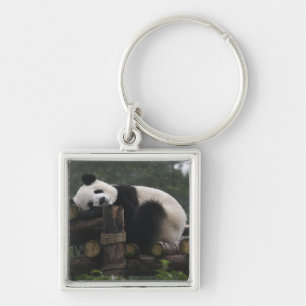 Giant pandas at the Giant Panda Protection Keychain