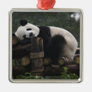 Giant pandas at the Giant Panda Protection Metal Ornament