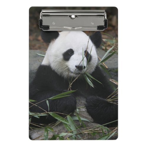 Giant pandas at the Giant Panda Protection Mini Clipboard