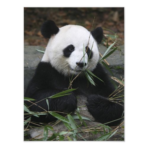 Giant pandas at the Giant Panda Protection  Photo Print