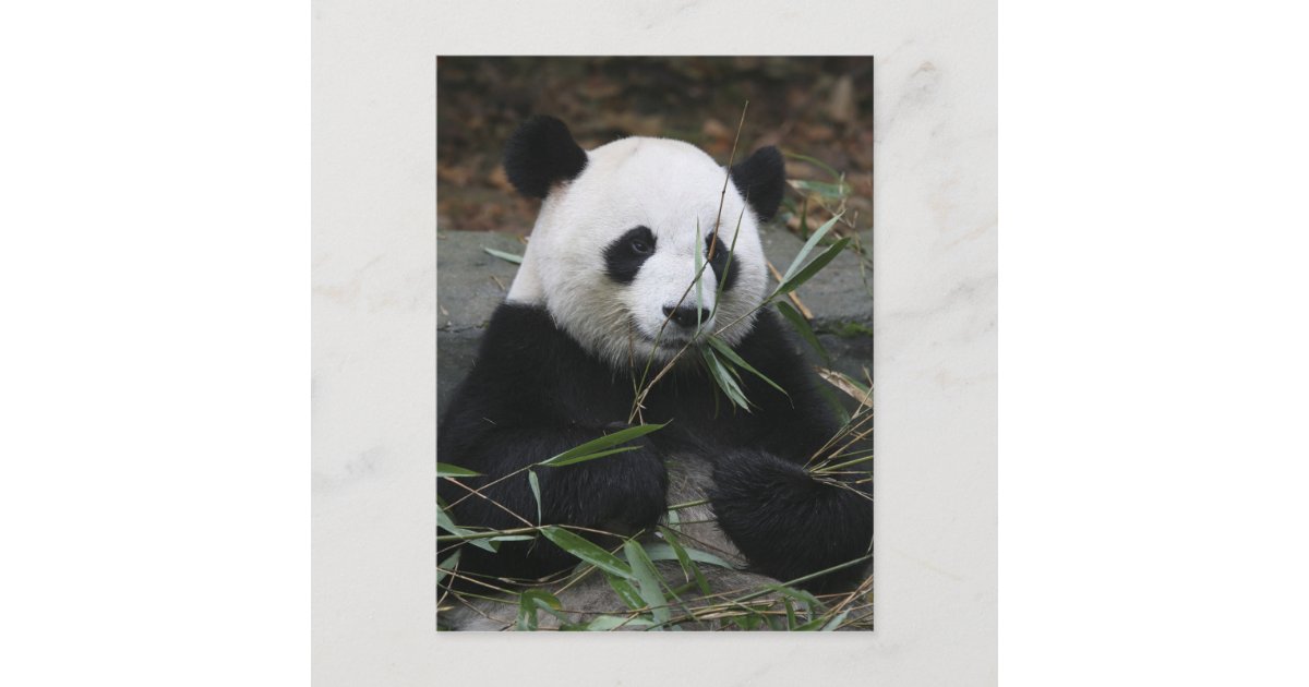 Giant pandas at the Giant Panda Protection & Postcard | Zazzle