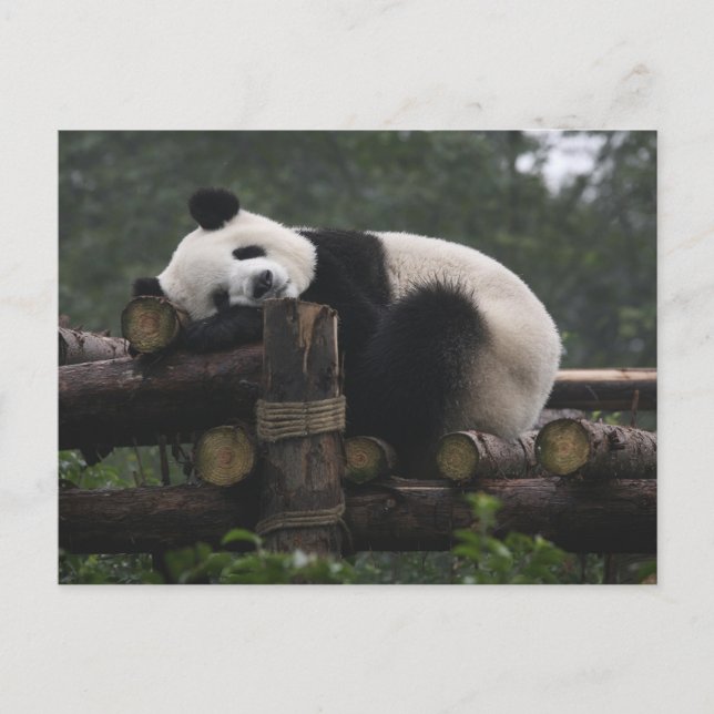 Giant pandas at the Giant Panda Protection Postcard (Front)