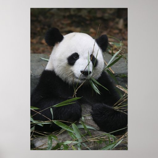 Giant pandas at the Giant Panda Protection & Print | Zazzle