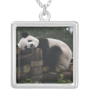 Giant pandas at the Giant Panda Protection Silver Plated Necklace
