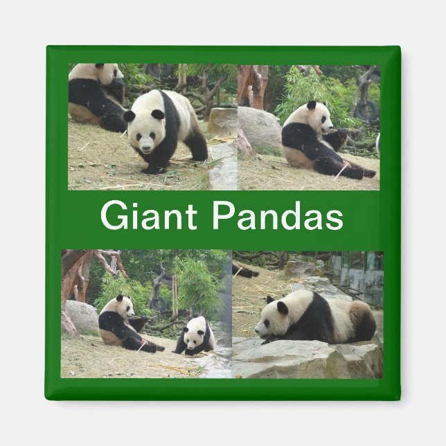 giant pandas magnet (Front)