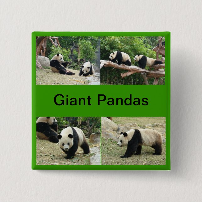 giant pandas pinback button (Front)
