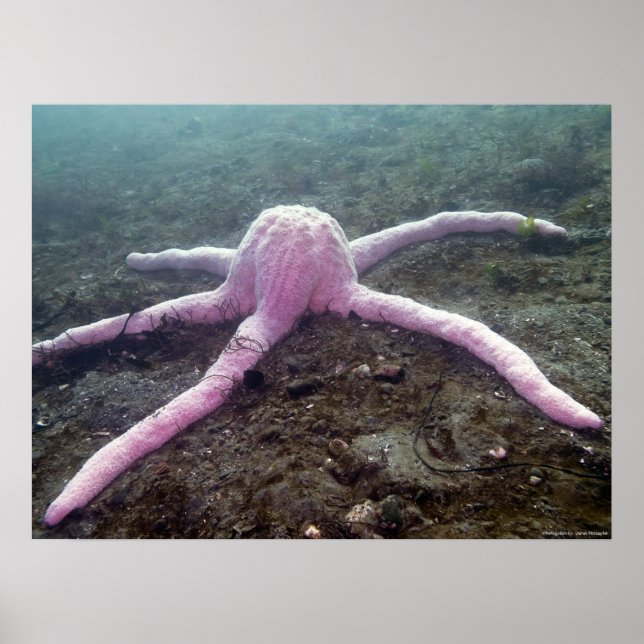 Giant Pink Star (Pisaster brevispinus) Poster (Front)