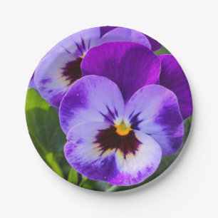 Giant pong Pansy Fills this Paper Plates