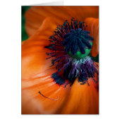 Giant Poppy (Front)