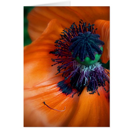 Giant Poppy Cards (Front)