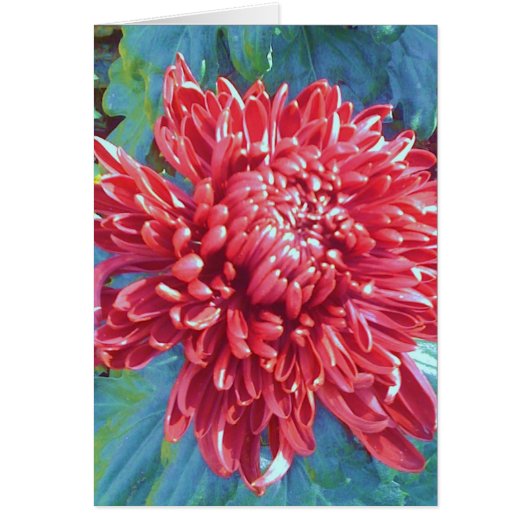 Giant Red Blossom Flower Greeting Note Card (Front)