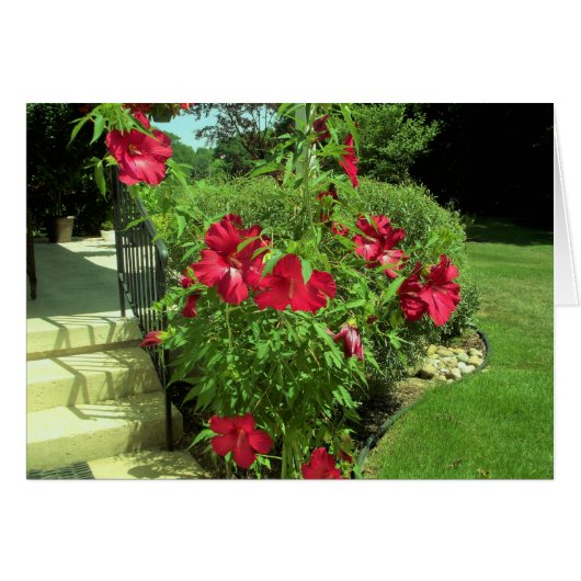 Giant Red Hibiscus Cards (Front Horizontal)