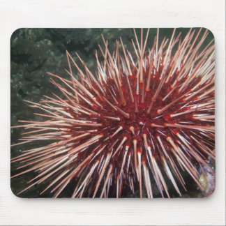 Giant Red Sea Urchin -  Mousepad