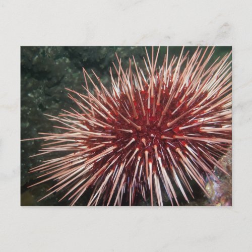 Giant Red Sea Urchin _ Postcard