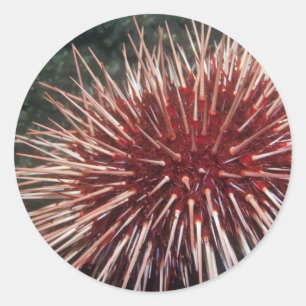 Giant Red Sea Urchin - Sticker