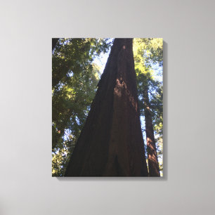 Giant Red Woods Canvas Print