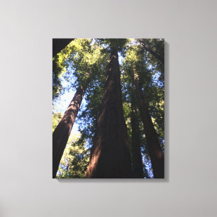 Giant Red Woods Canvas Print