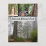 Giant Redwood National Park Sequoia Trees Postcard