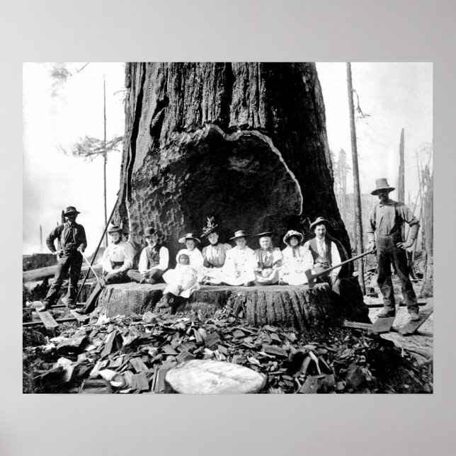 GIANT REDWOOD on SUNDAY c. 1890 Poster (Front)