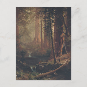 Giant Redwood Trees of California Postcard