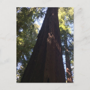 Giant Redwood Trees Postcard