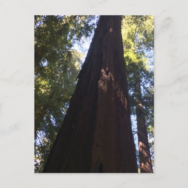 Giant Redwood Trees Postcard (Front)