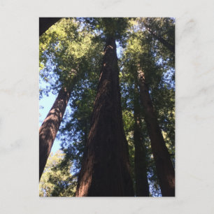 Giant Redwood Trees Postcard