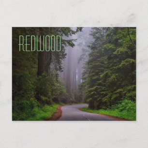 Giant Redwood Trees, Redwood National/State Parks Postcard
