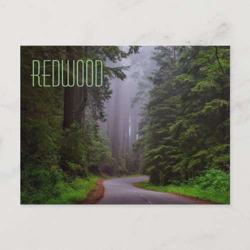 Giant Redwood Trees Redwood NationalState Parks Postcard