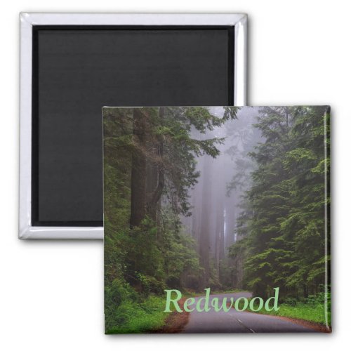 Giant Redwood Trees Winding Road National Park Magnet