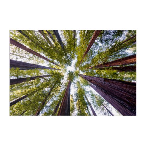 Giant Redwoods  Humboldt State Park California Acrylic Print