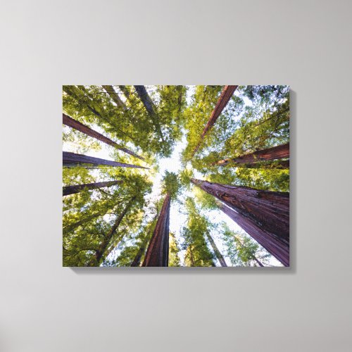 Giant Redwoods  Humboldt State Park California Canvas Print