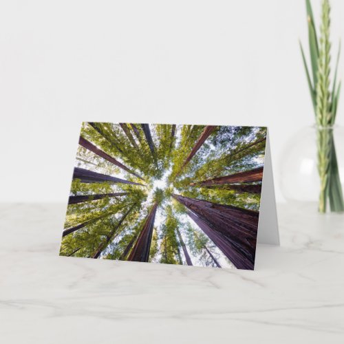 Giant Redwoods  Humboldt State Park California Card