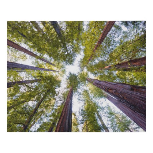 Giant Redwoods  Humboldt State Park California Faux Canvas Print