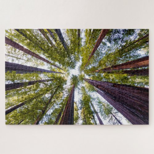 Giant Redwoods  Humboldt State Park California Jigsaw Puzzle