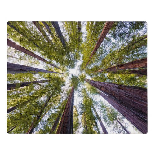 Giant Redwoods  Humboldt State Park California Jigsaw Puzzle