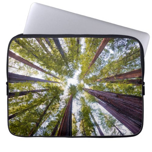 Giant Redwoods  Humboldt State Park California Laptop Sleeve