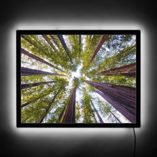 Giant Redwoods  Humboldt State Park California LED Sign