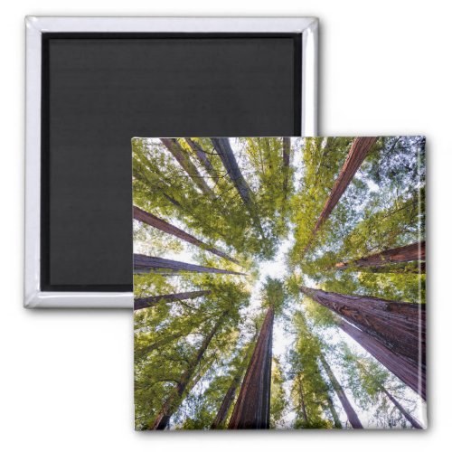 Giant Redwoods  Humboldt State Park California Magnet