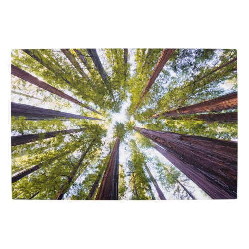 Giant Redwoods  Humboldt State Park California Metal Print
