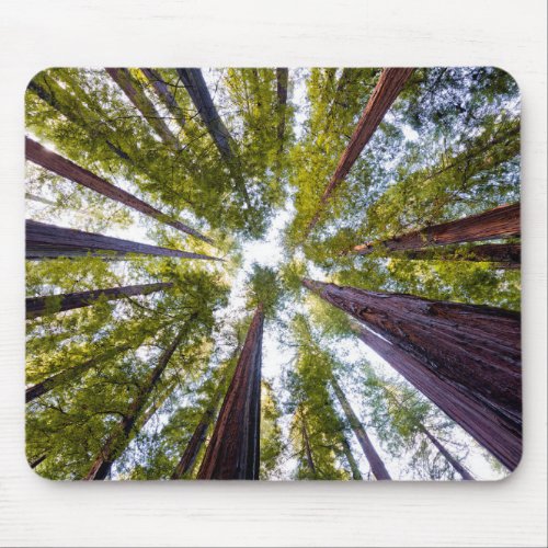 Giant Redwoods  Humboldt State Park California Mouse Pad