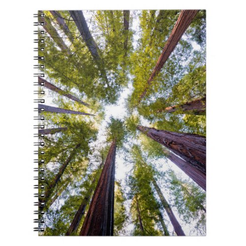 Giant Redwoods  Humboldt State Park California Notebook
