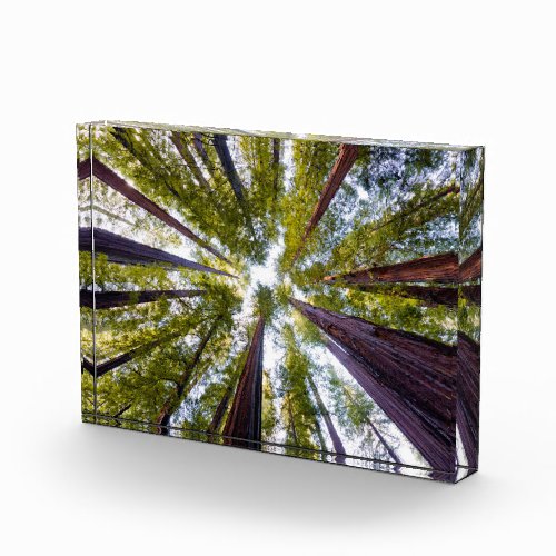Giant Redwoods  Humboldt State Park California Photo Block