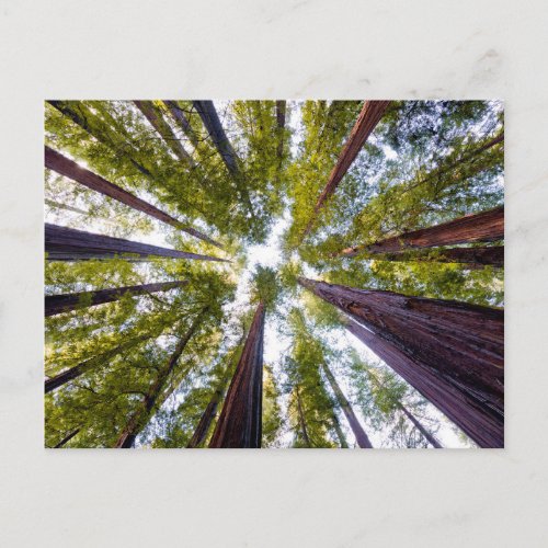 Giant Redwoods  Humboldt State Park California Postcard
