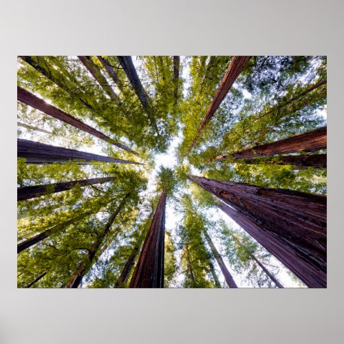 Giant Redwoods  Humboldt State Park California Poster
