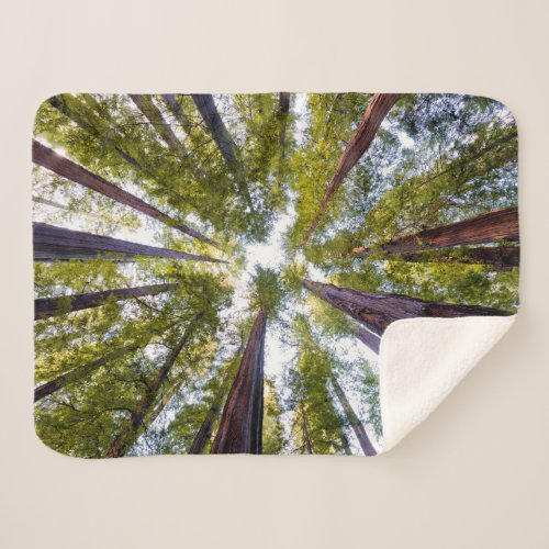 Giant Redwoods  Humboldt State Park California Sherpa Blanket