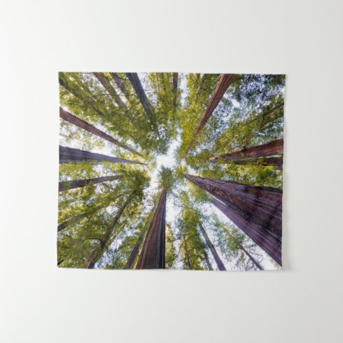 Giant Redwoods  Humboldt State Park California Tapestry