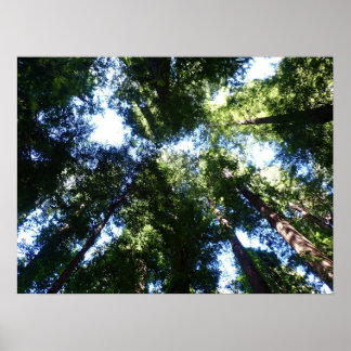 Giant Redwoods Looking Up Poster